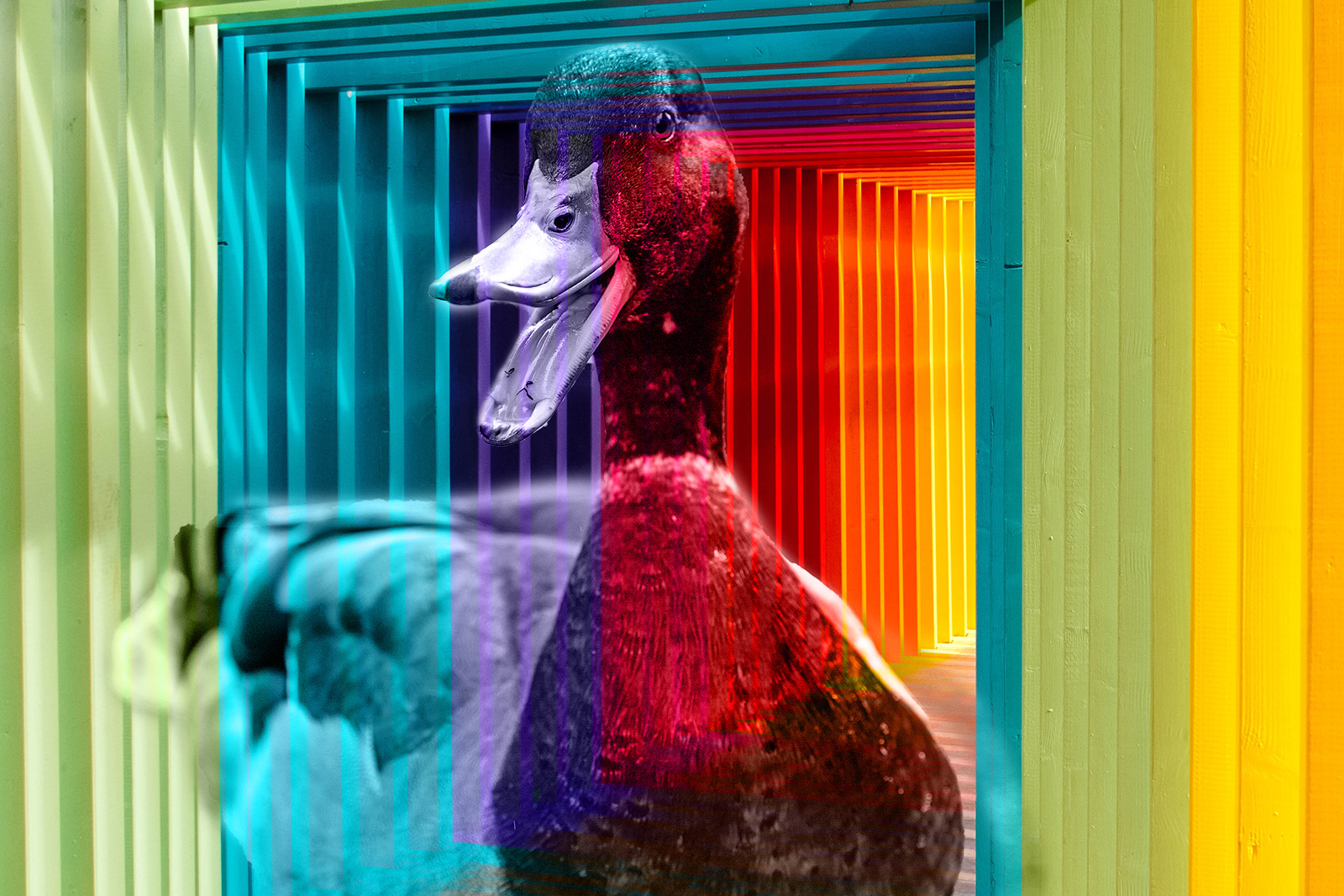 Duck The Default Make Conscious Choices In Your Life DesignedMeta4